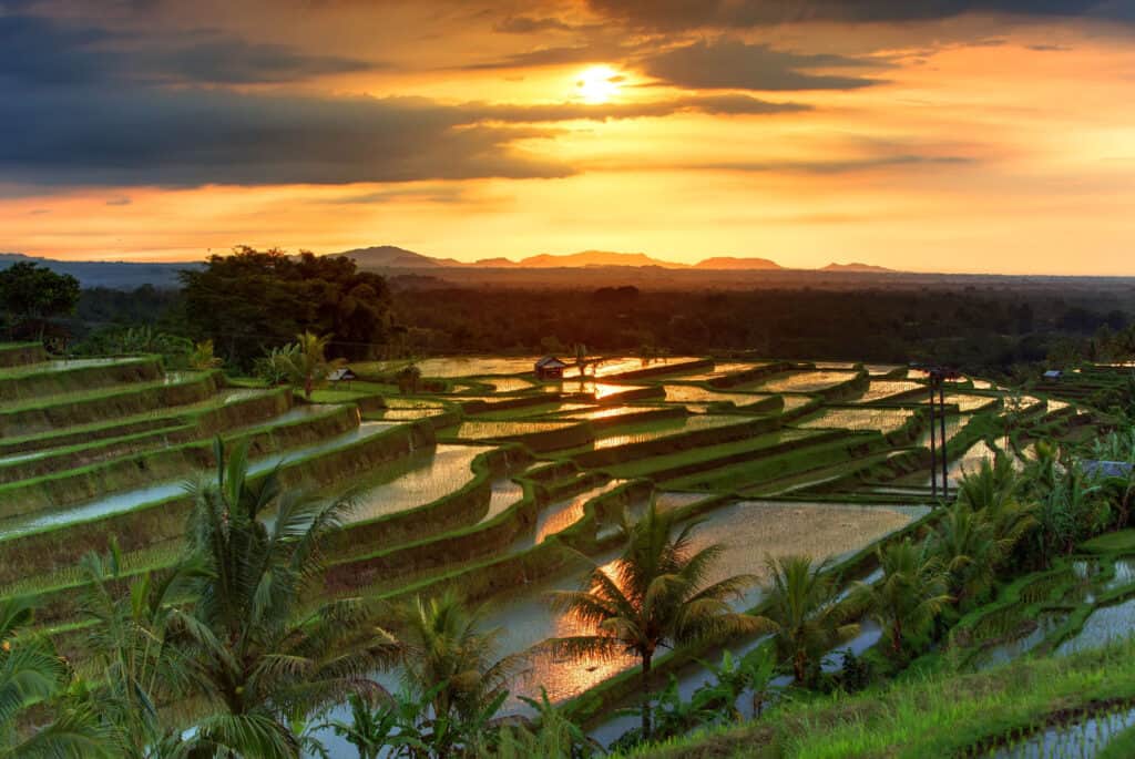 bali rizieres en terrasse