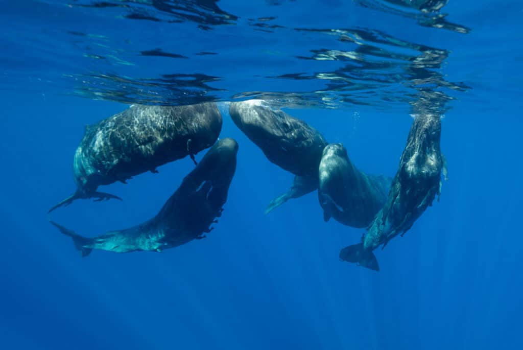 especes de baleine tadoussac