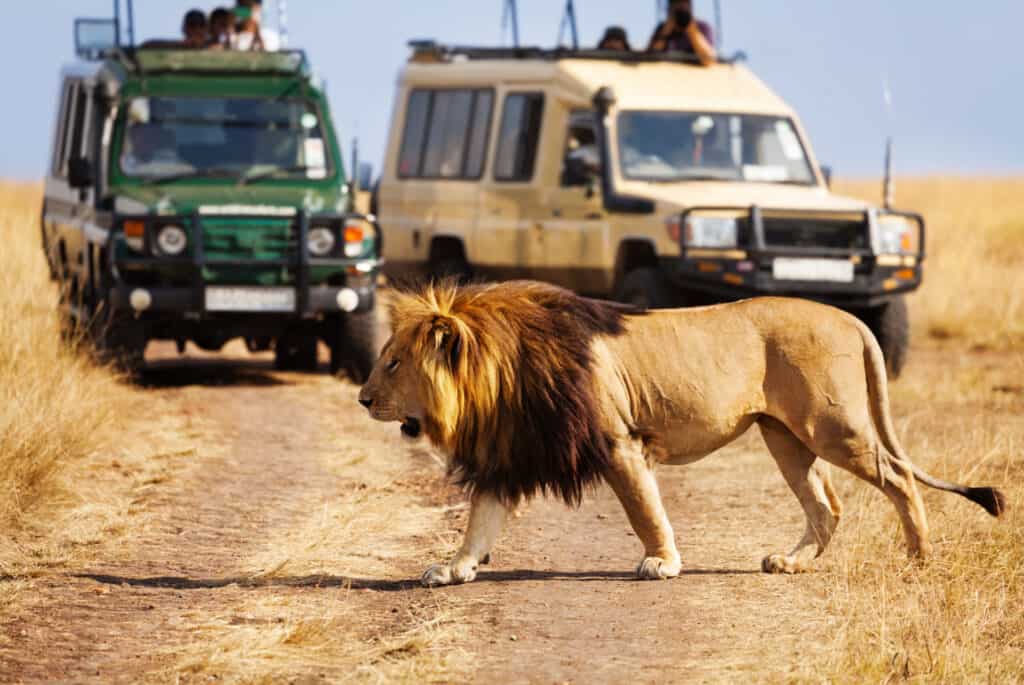 jeep et lion savane