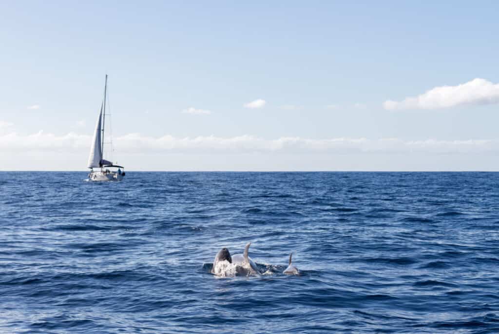 observation dauphins tenerife