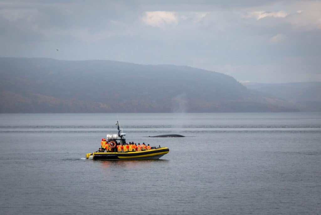 observation des baleines tadoussac