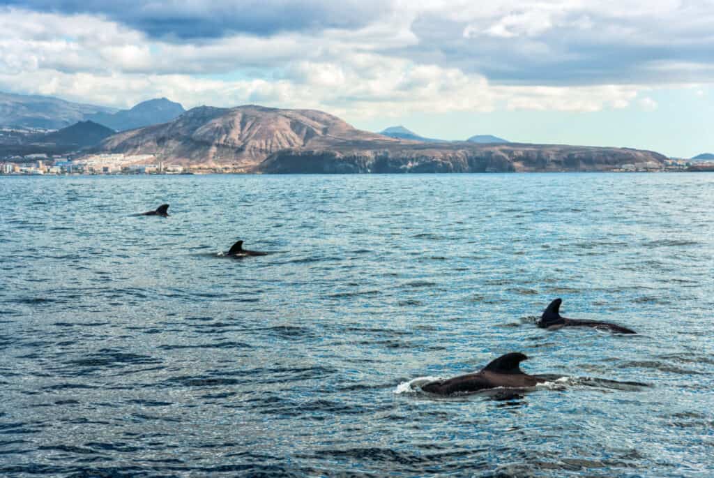 que faire a tenerife sortie en mer