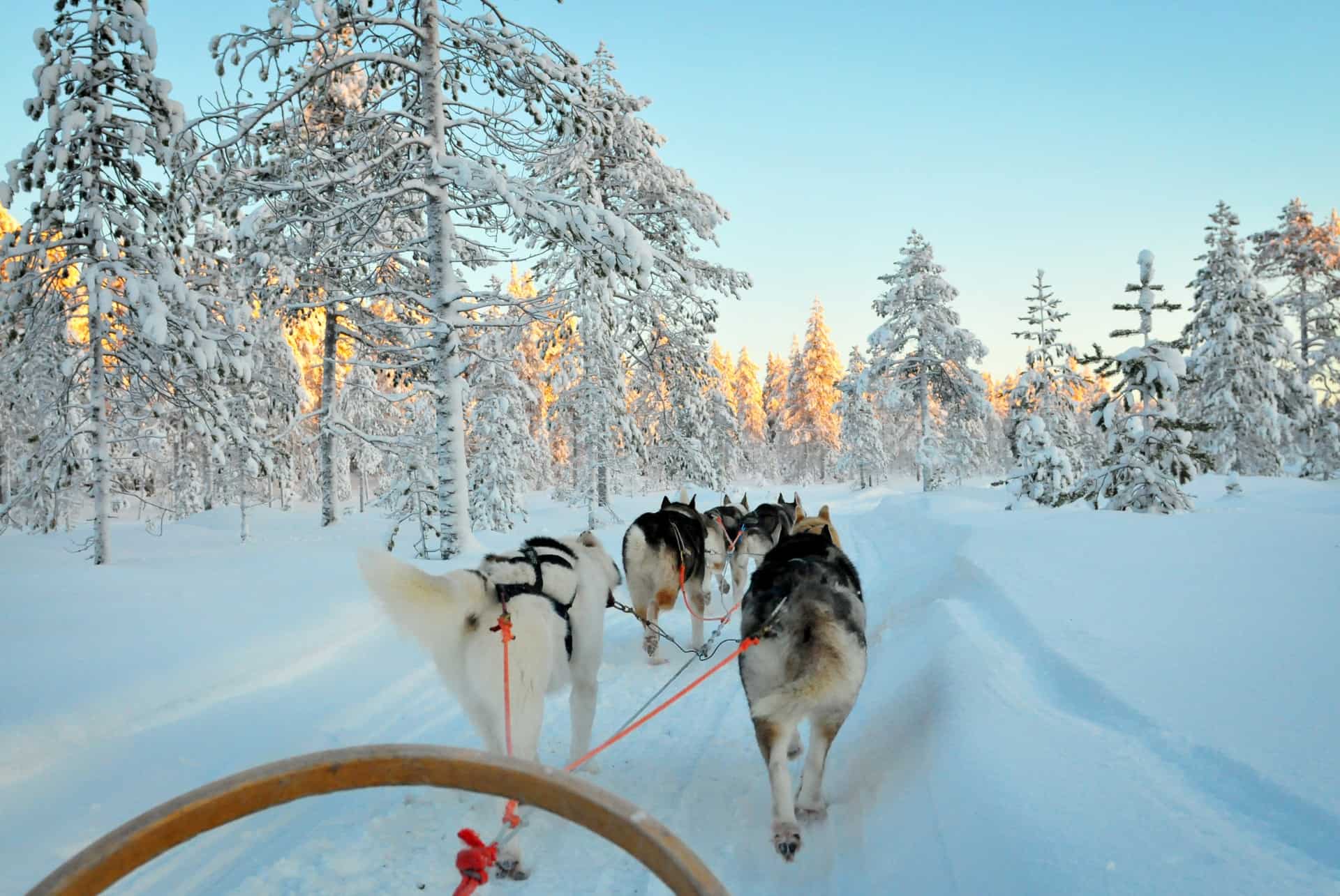 excursion chiens de traineau tromso