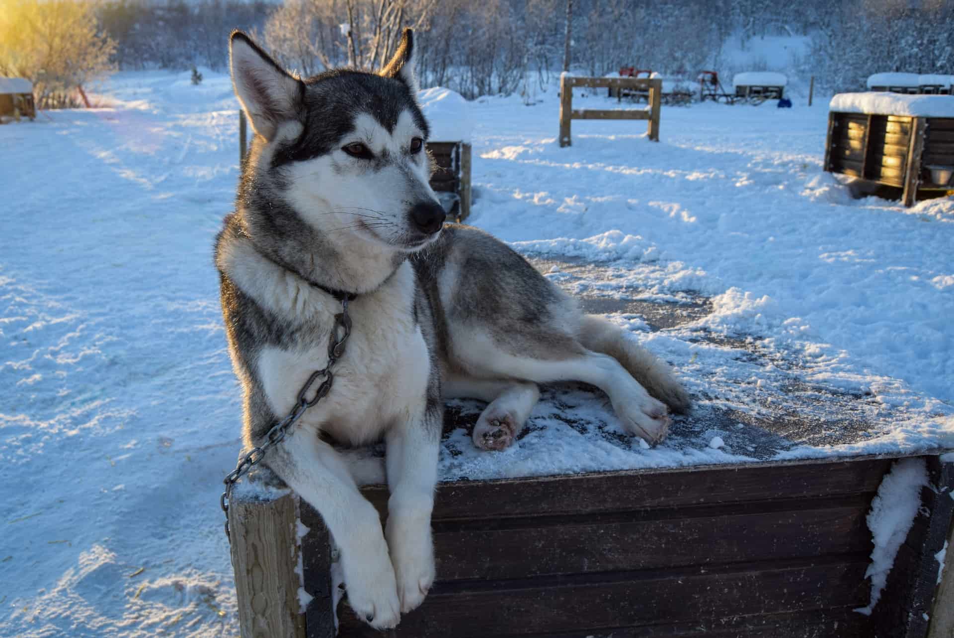 rencontre husky norvege