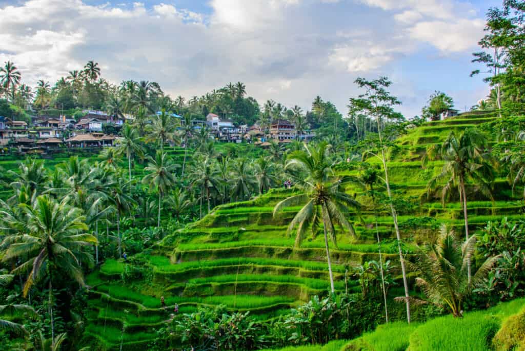 terrasse tegalalang