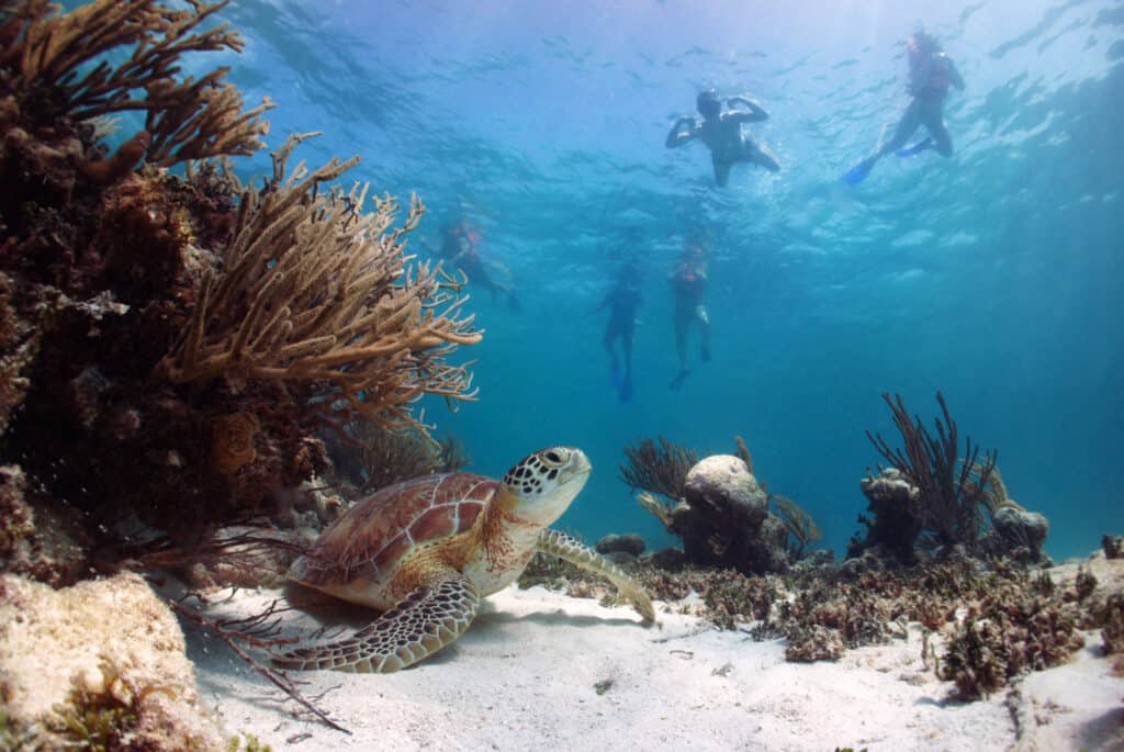 snorkeling ibiza