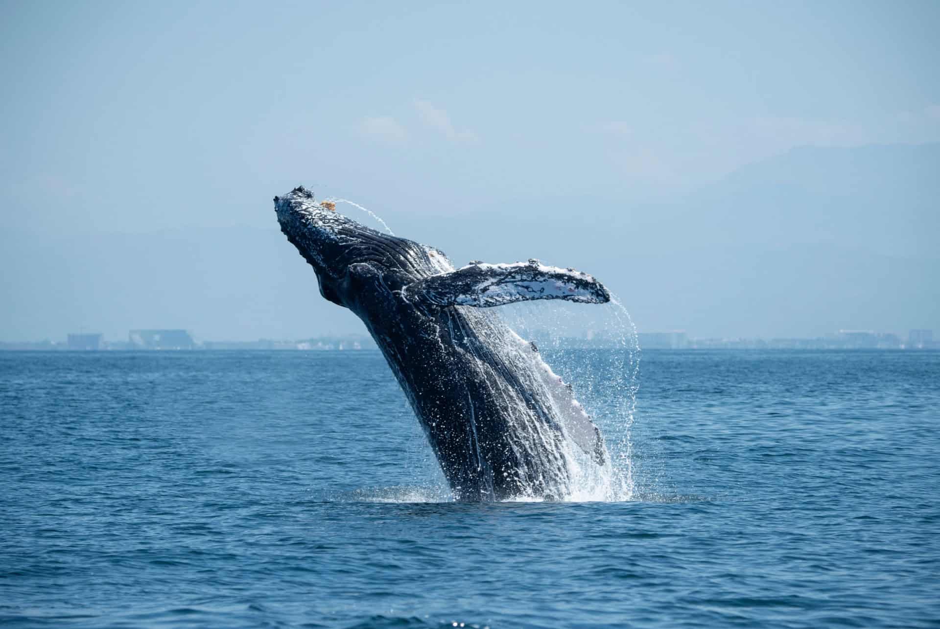baleine en islande