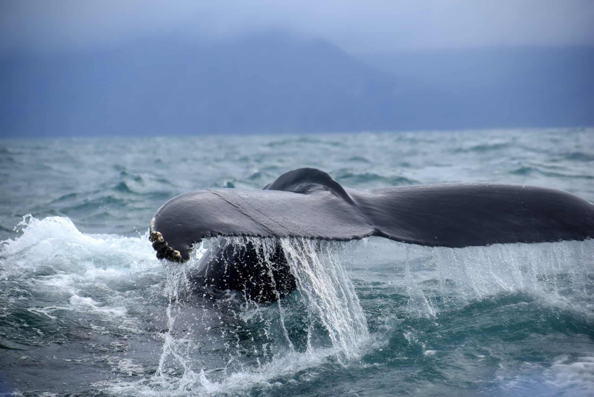 baleines a husavik