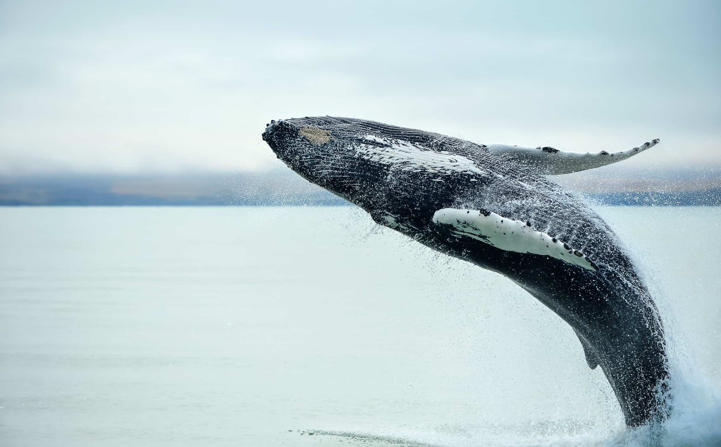 baleines que faire en islande