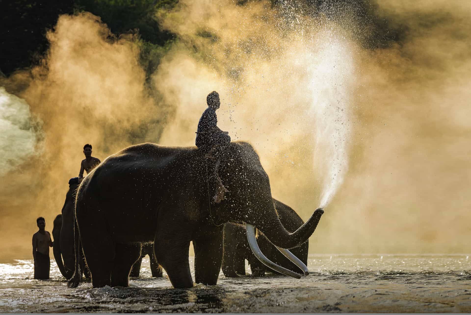 chiang mai elephant