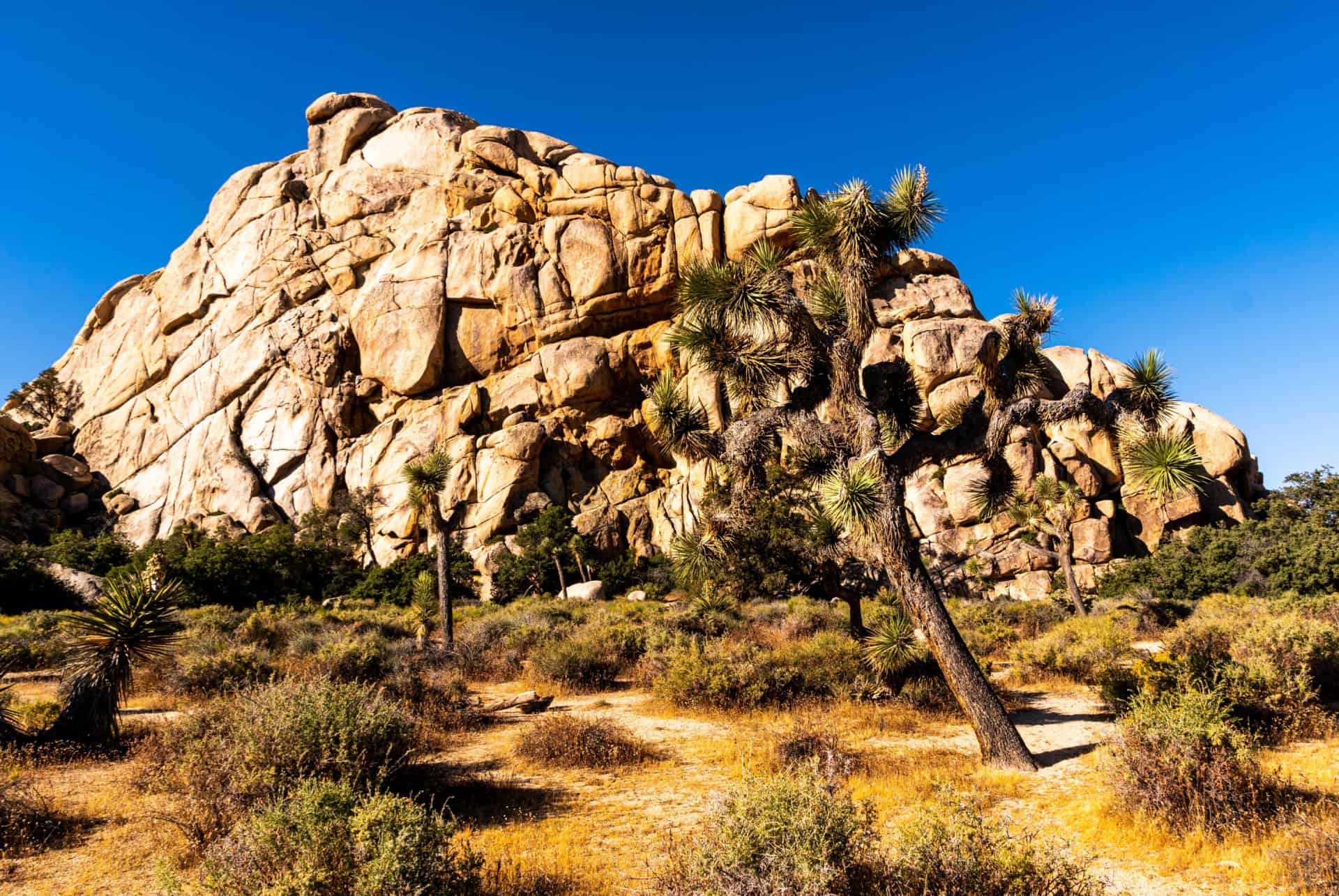 joshua tree national park