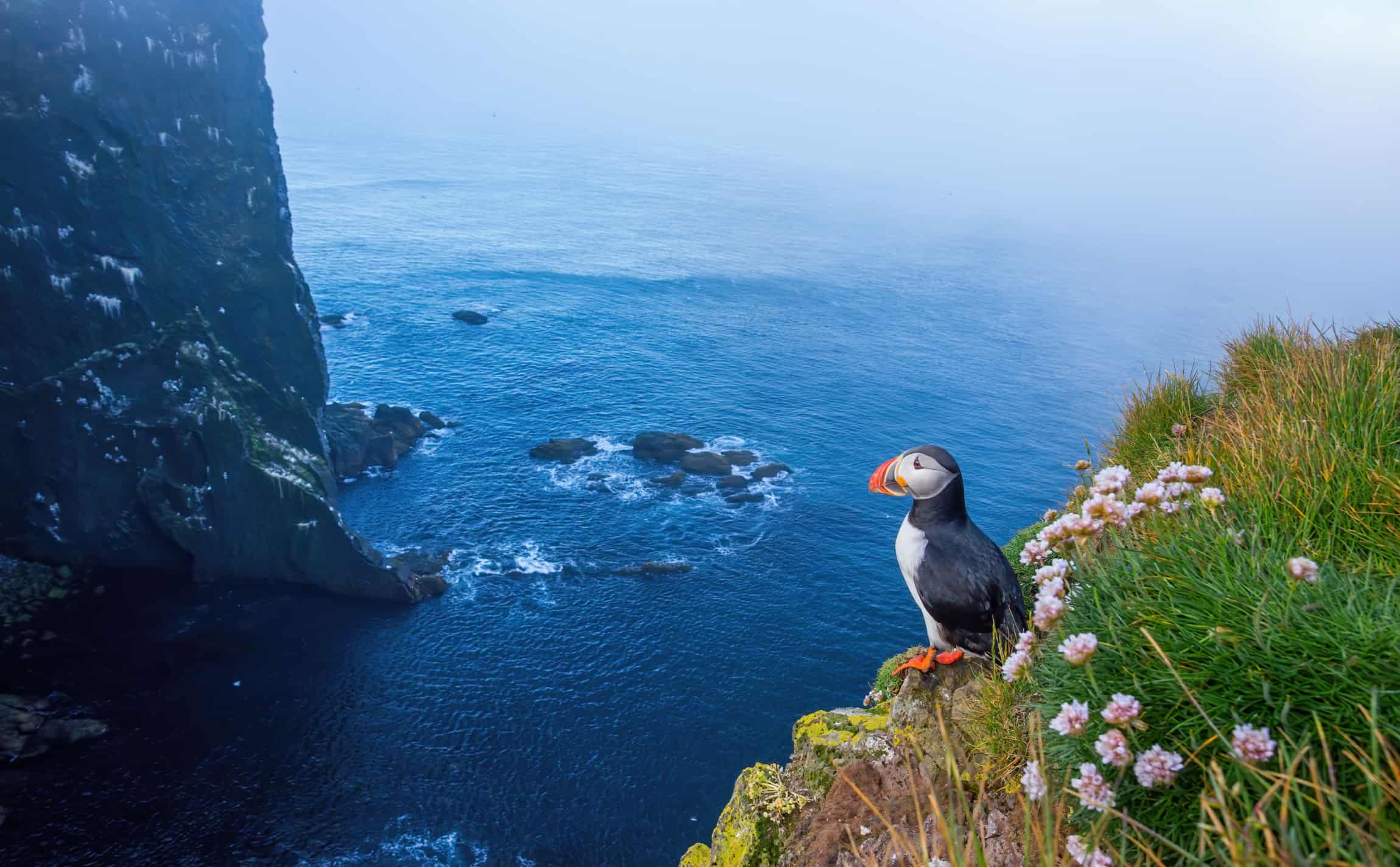 macareux islande