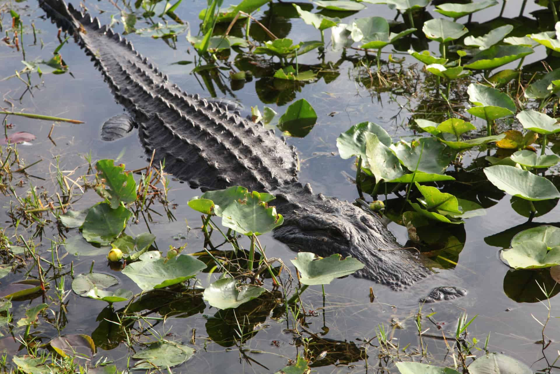 que faire a miami everglades