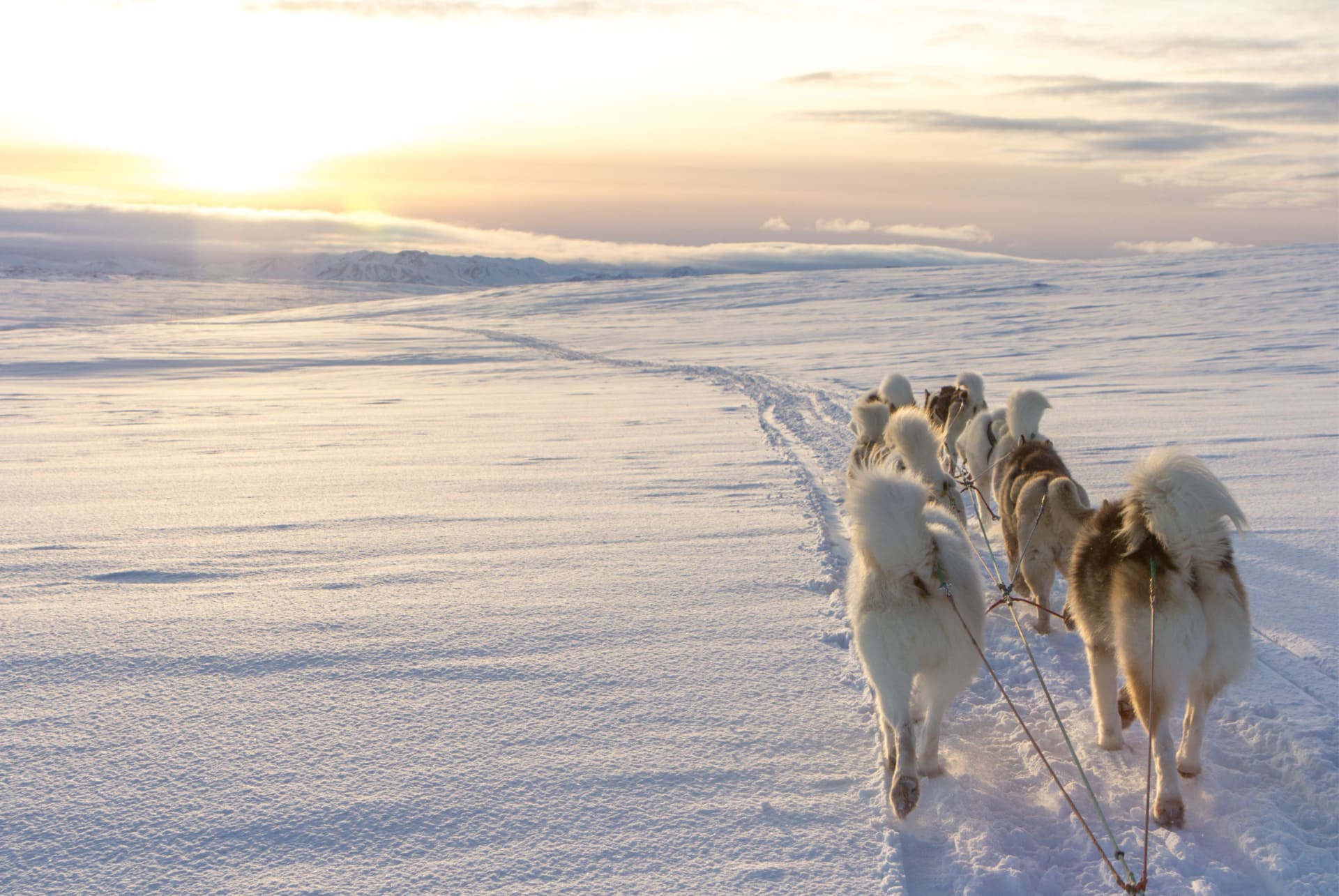 dogsledding islande