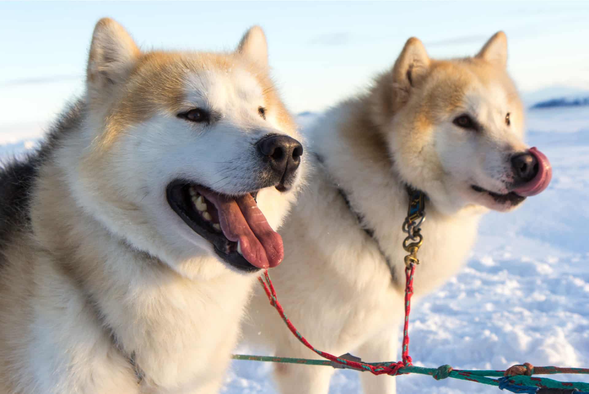 huskies quand partir en islande