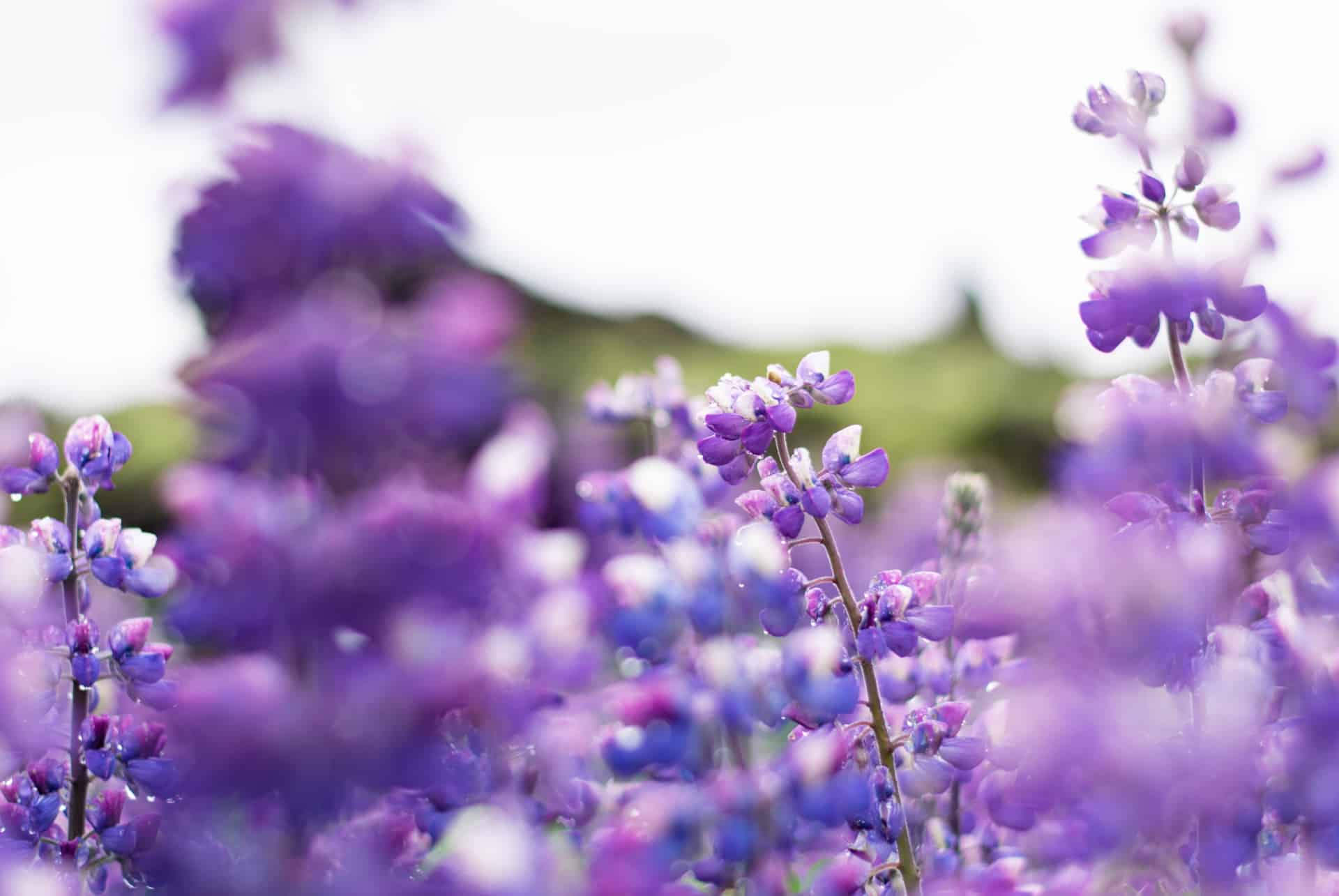 lupins islande