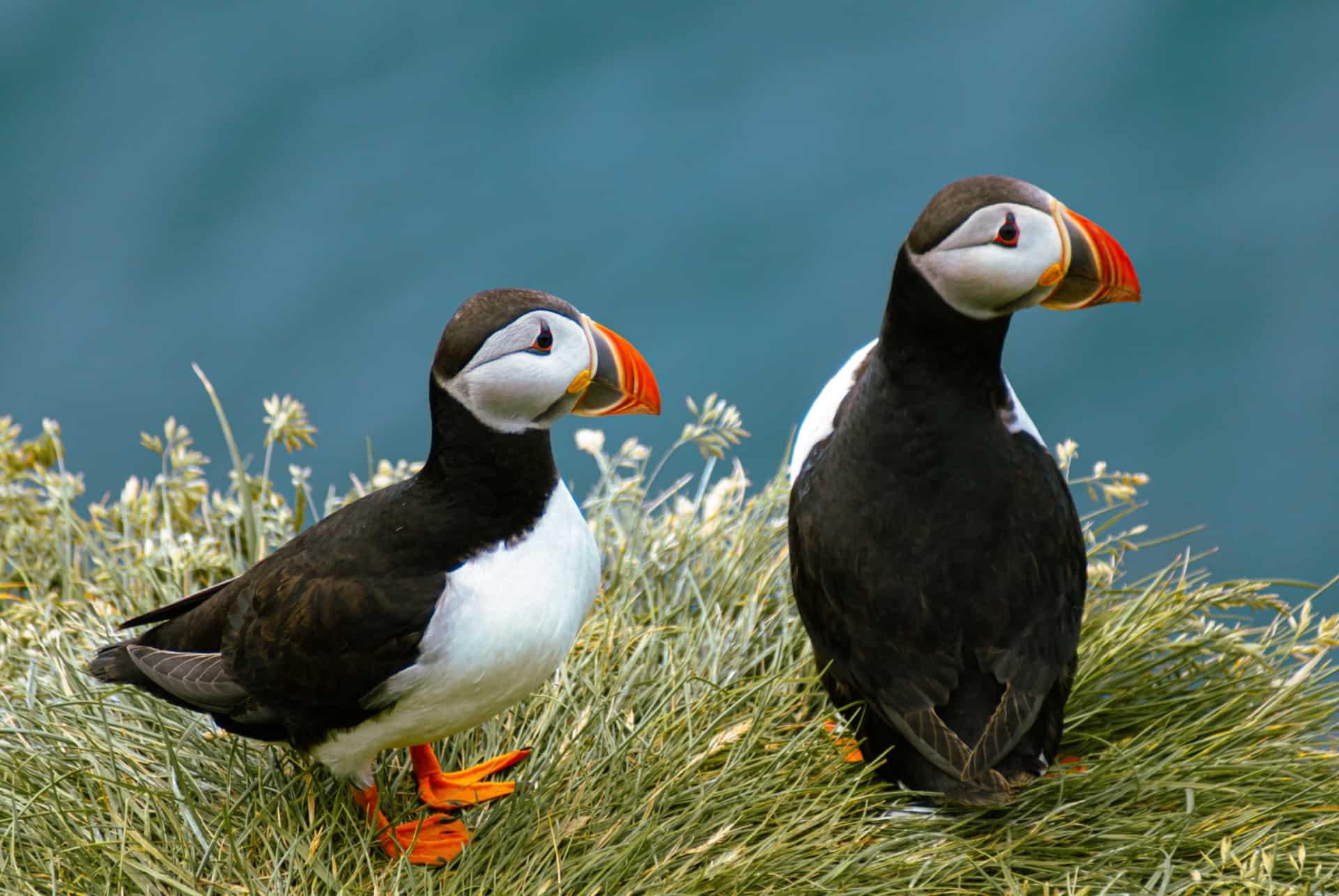 macareux quand partir en islande