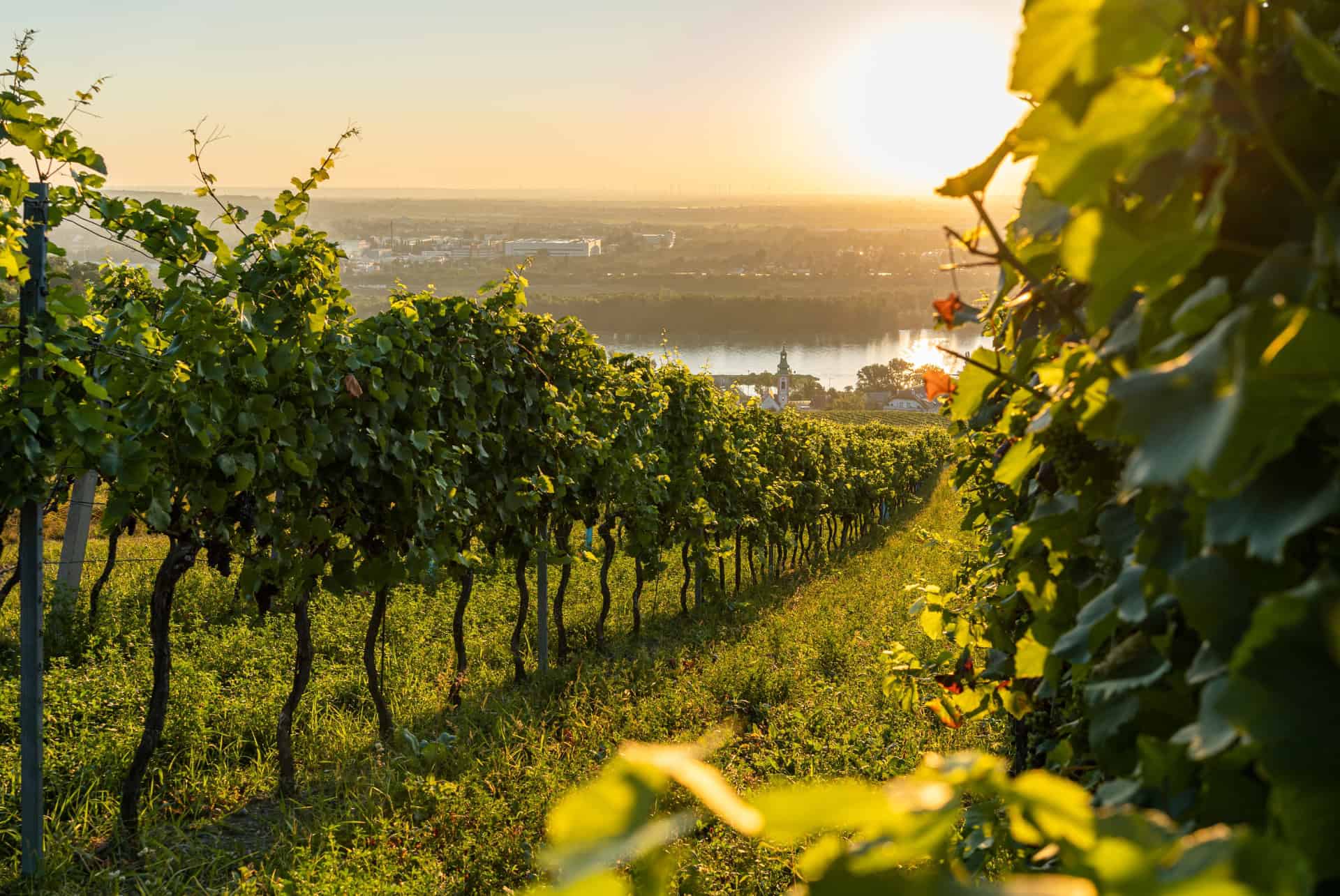 que faire a vienne vignobles
