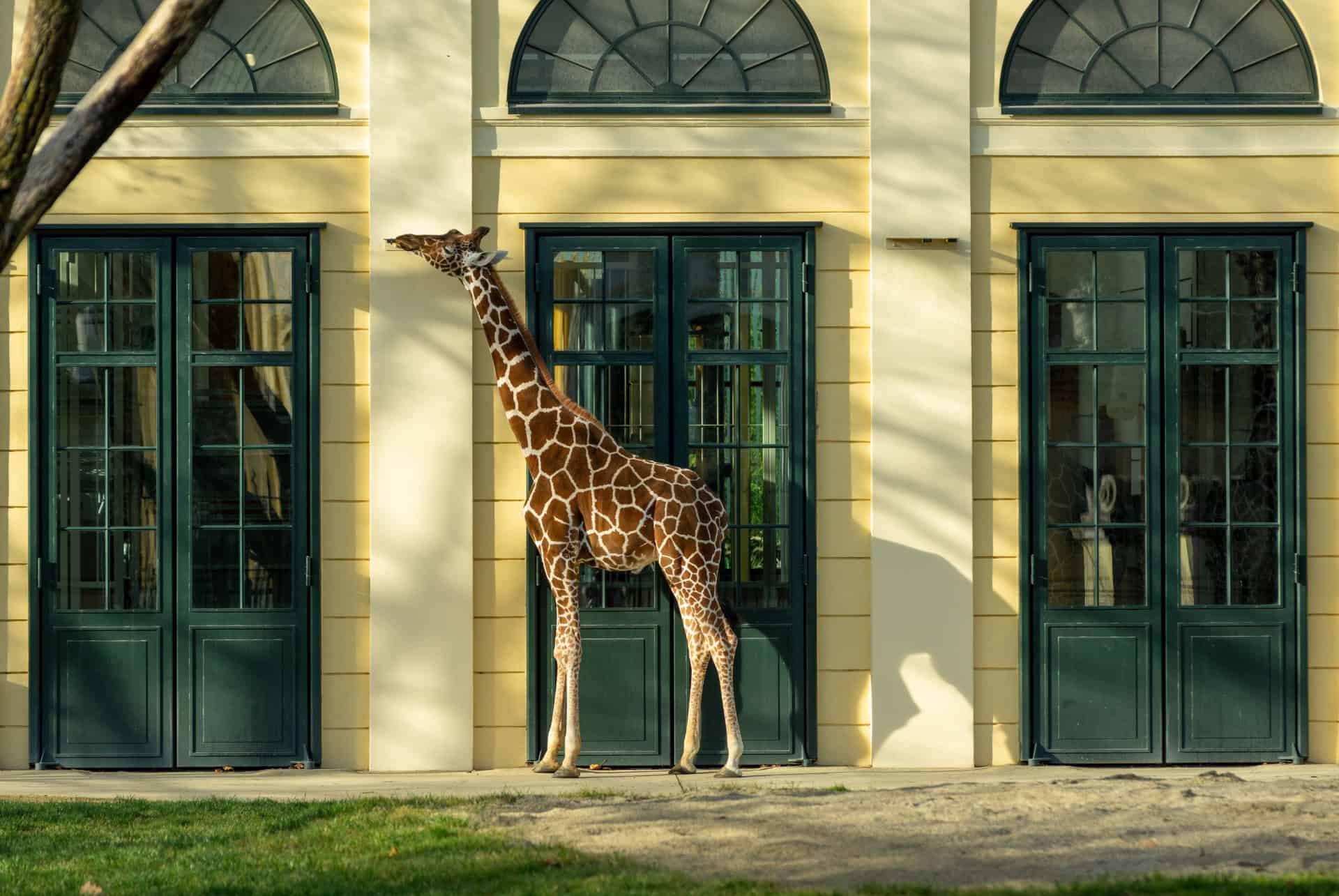 zoo de schonbrunn