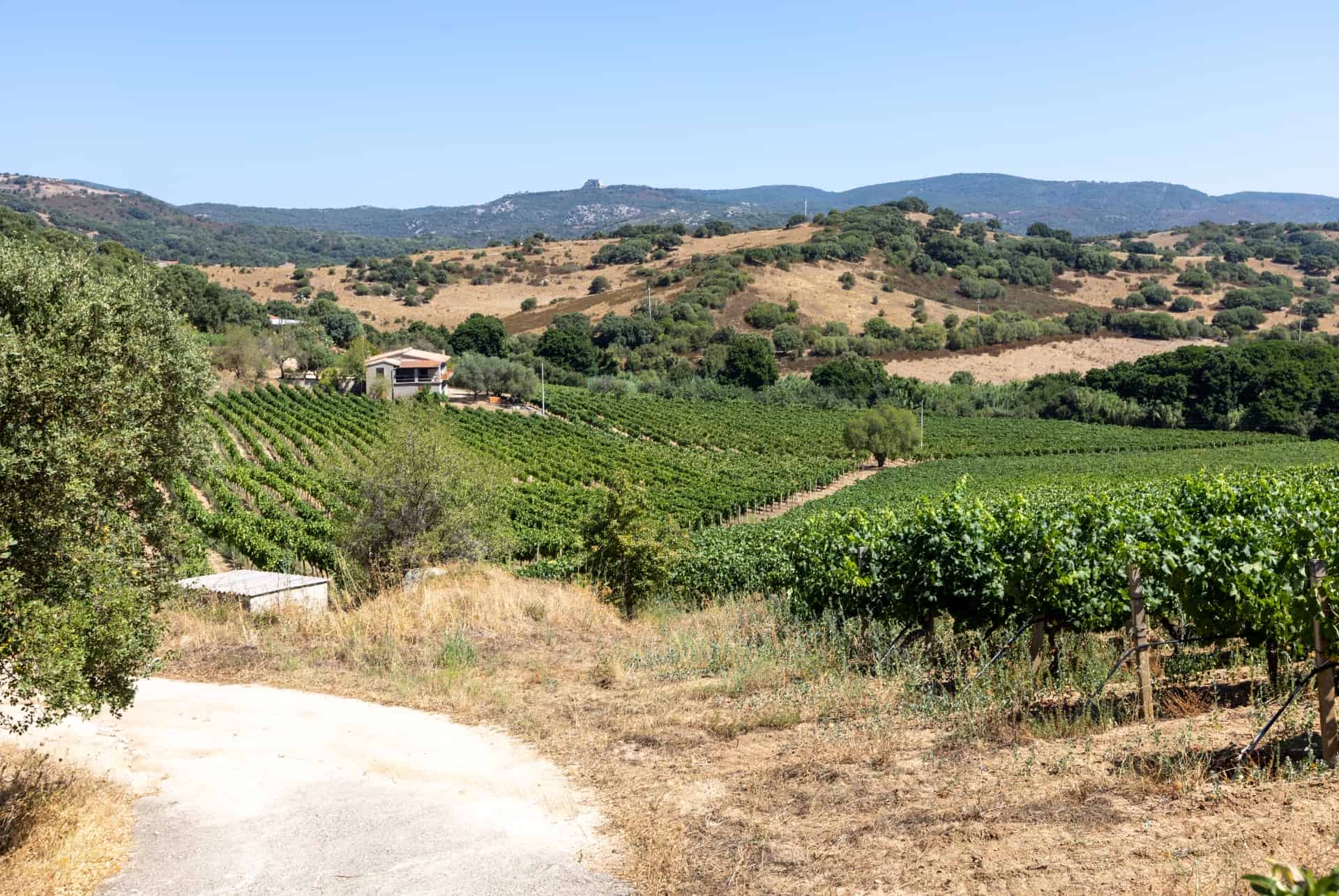 Vermentino vignobles que faire en sardaigne