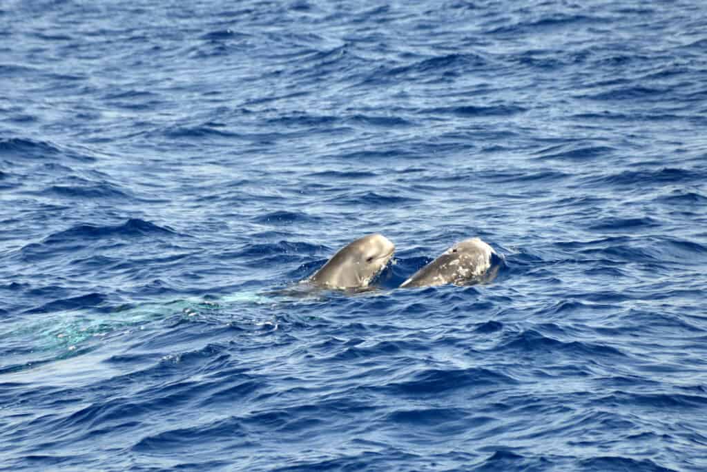 dauphins fuerteventura