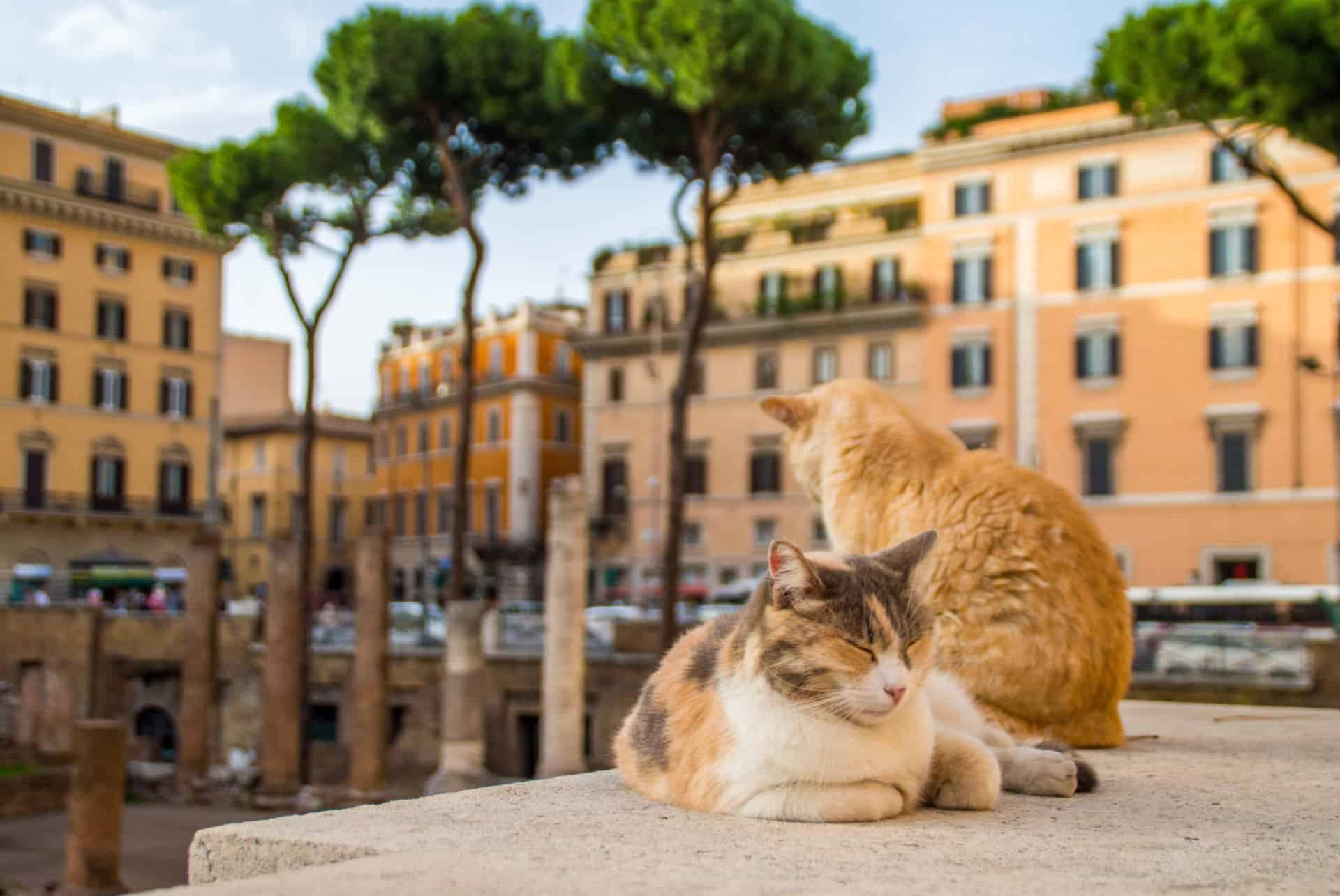 chats a largo di torre argentina