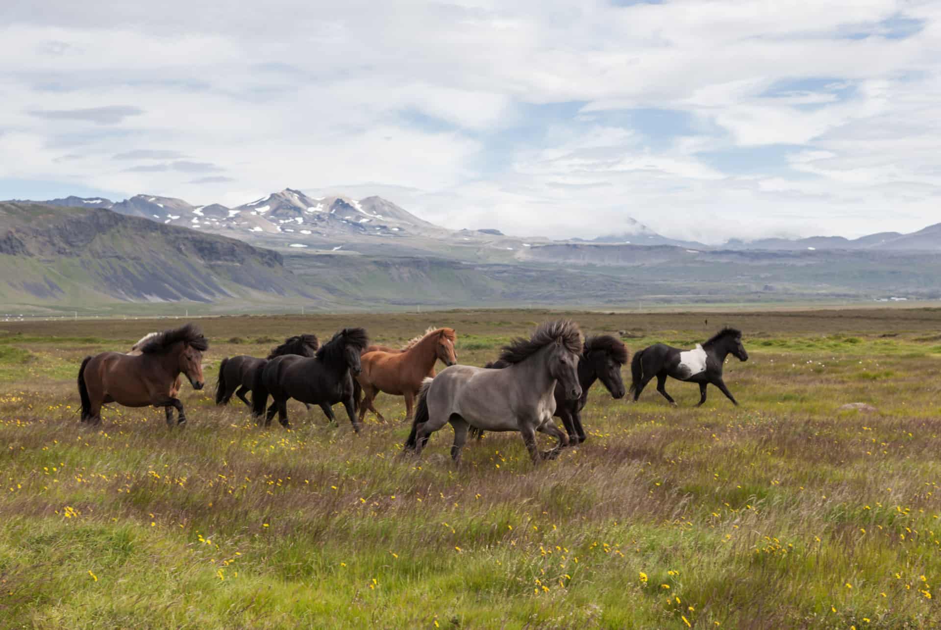 conditions climatiques islande en ete