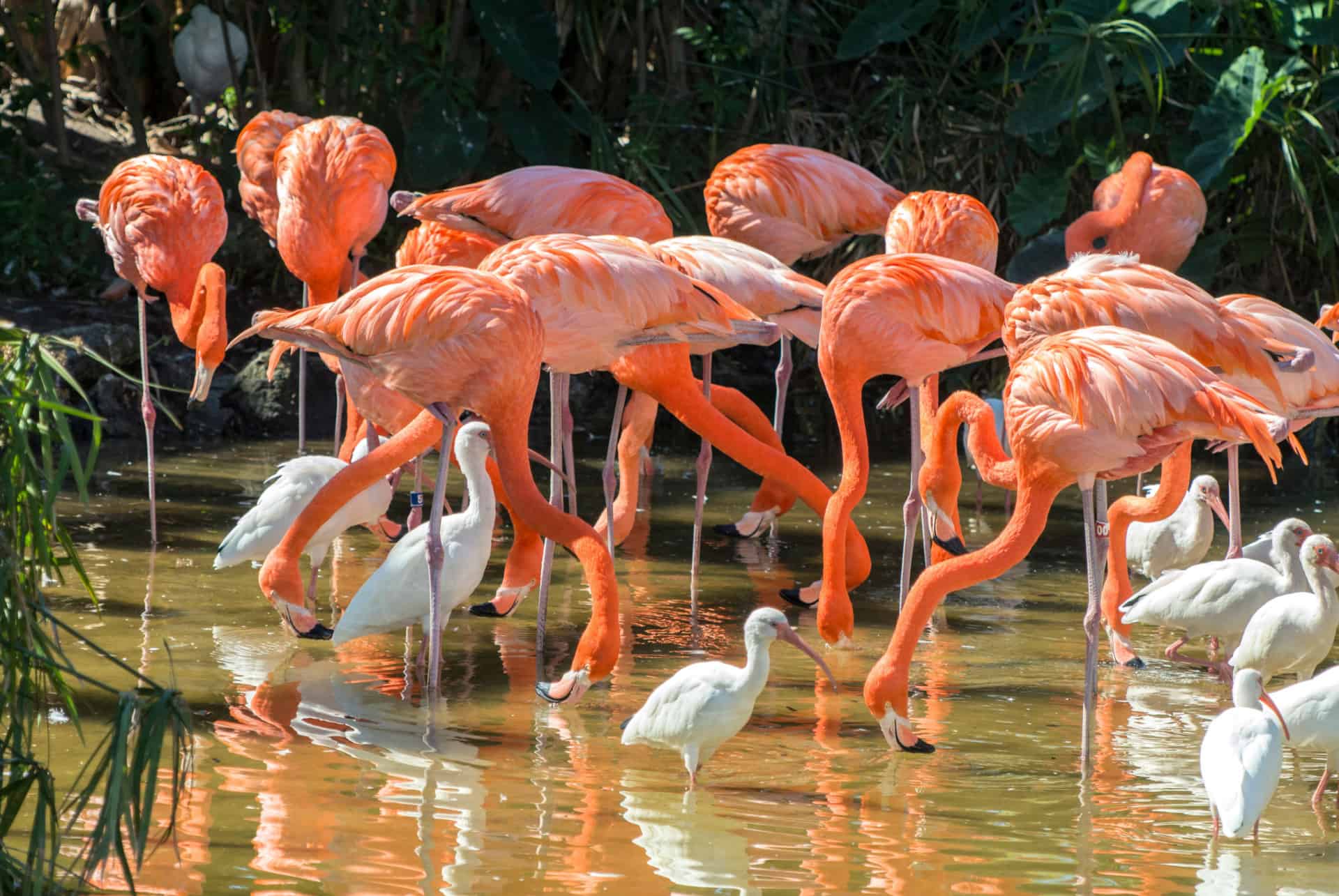 gatorland orlando