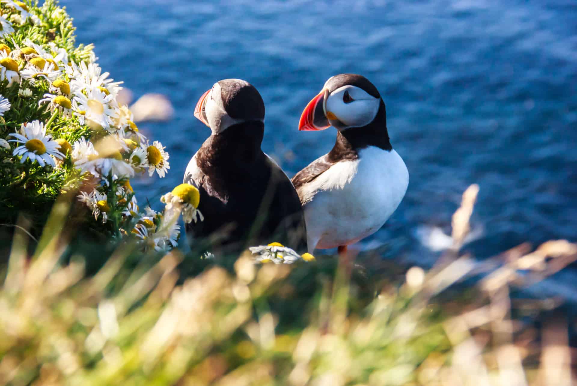 macareux en islande