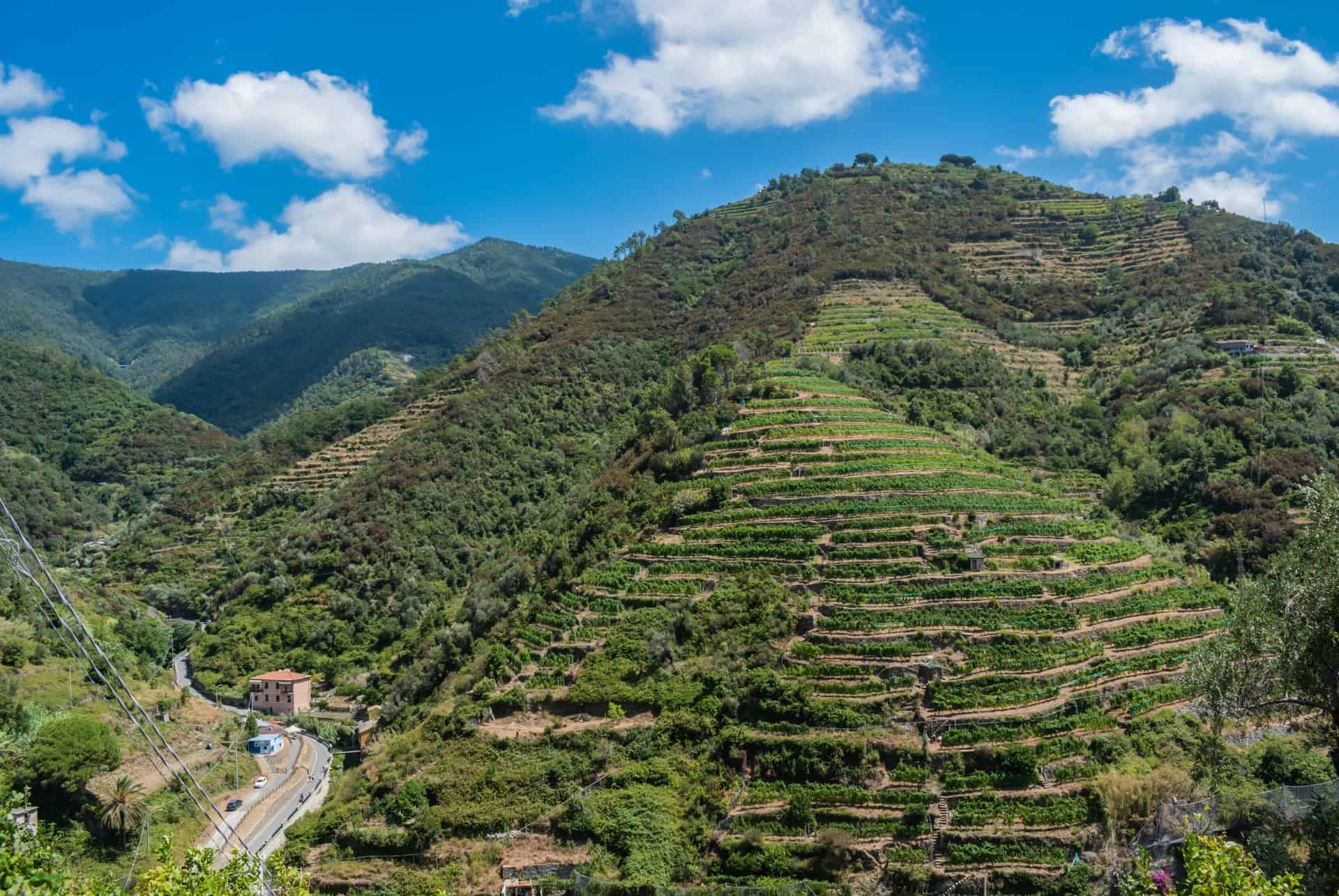 Vernazza vignobles