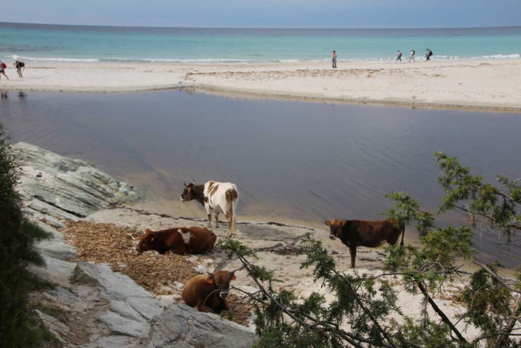 agriates que faire calvi