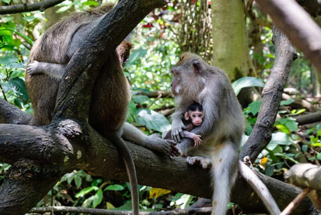 parc des singes kyoto