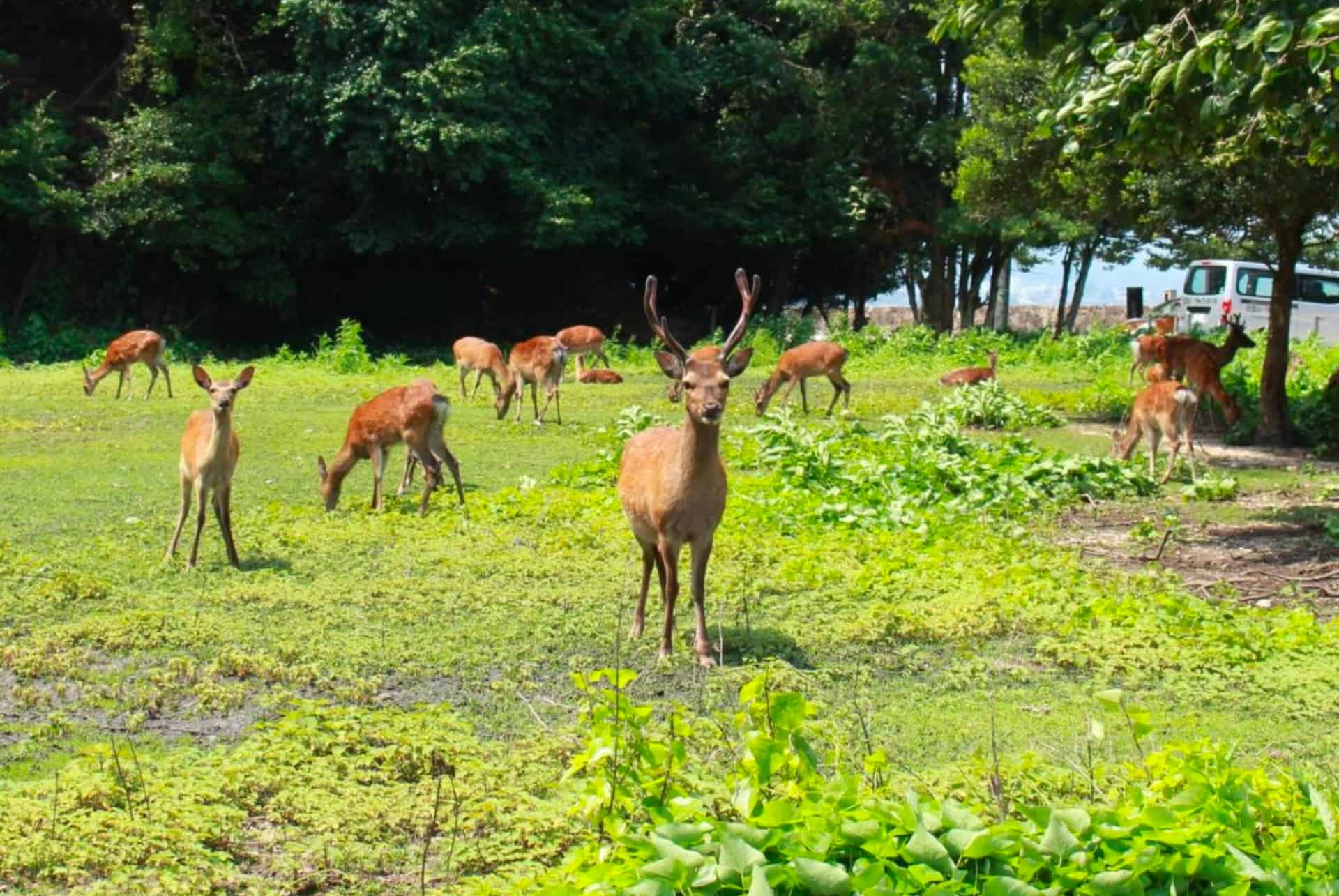 Miyajima Seaside Hotel jardin