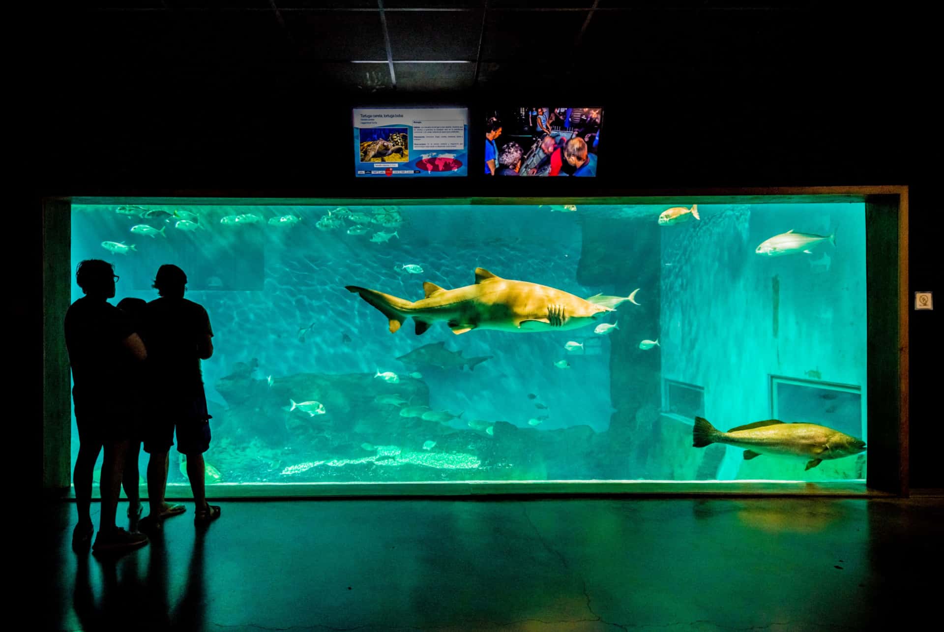 aquarium de seville