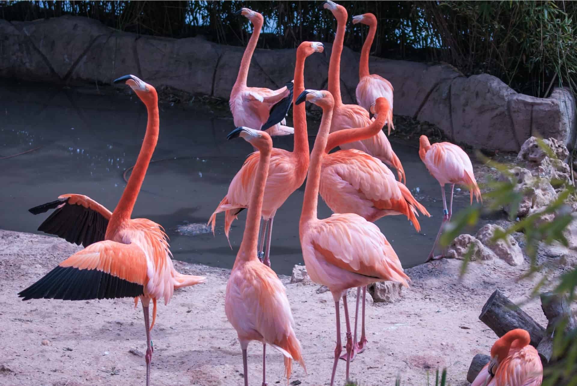 flamants roses au zoo de madrid