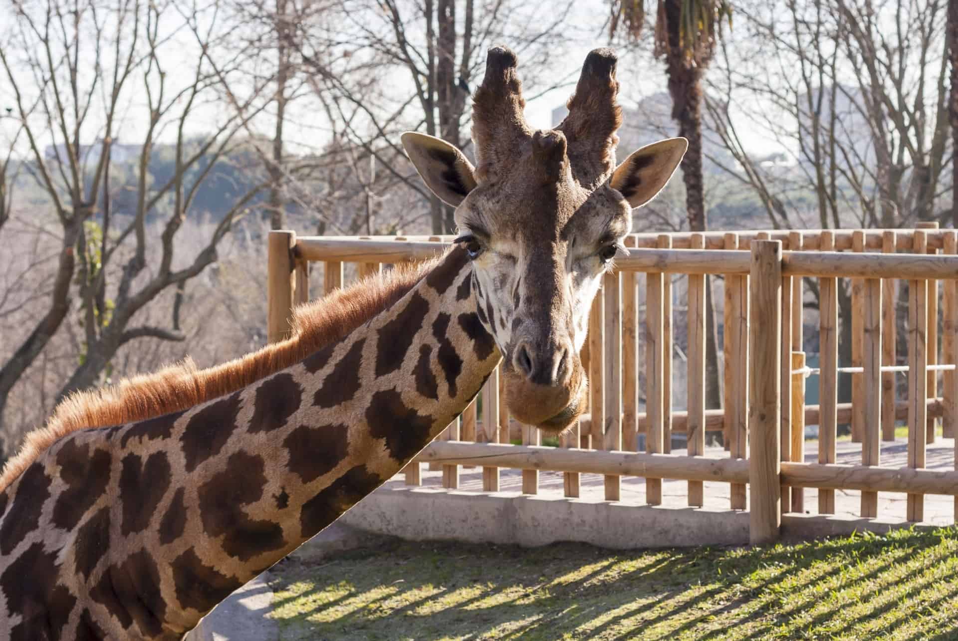 zoo madrid en 3 jours