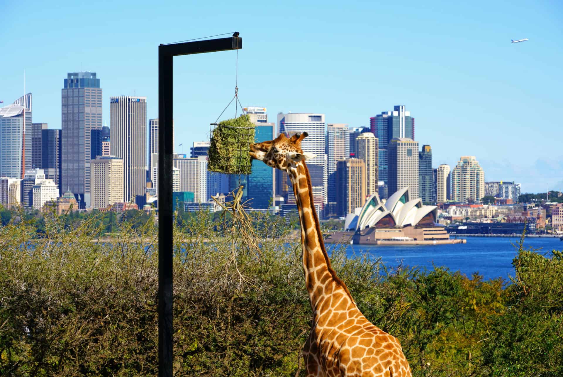 visiter le zoo de taronga sydney