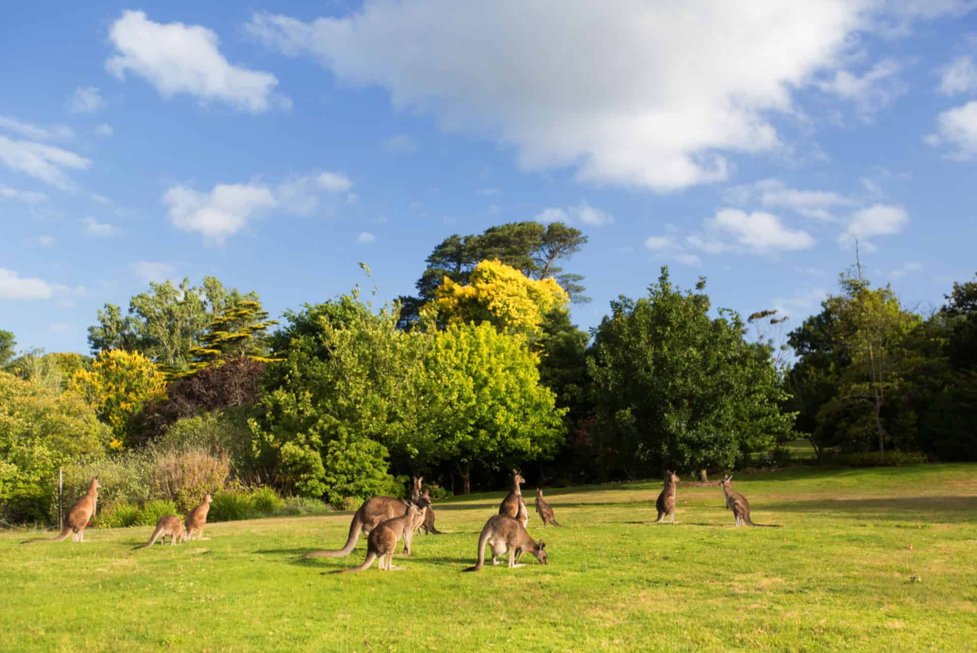 zoo de melbourne