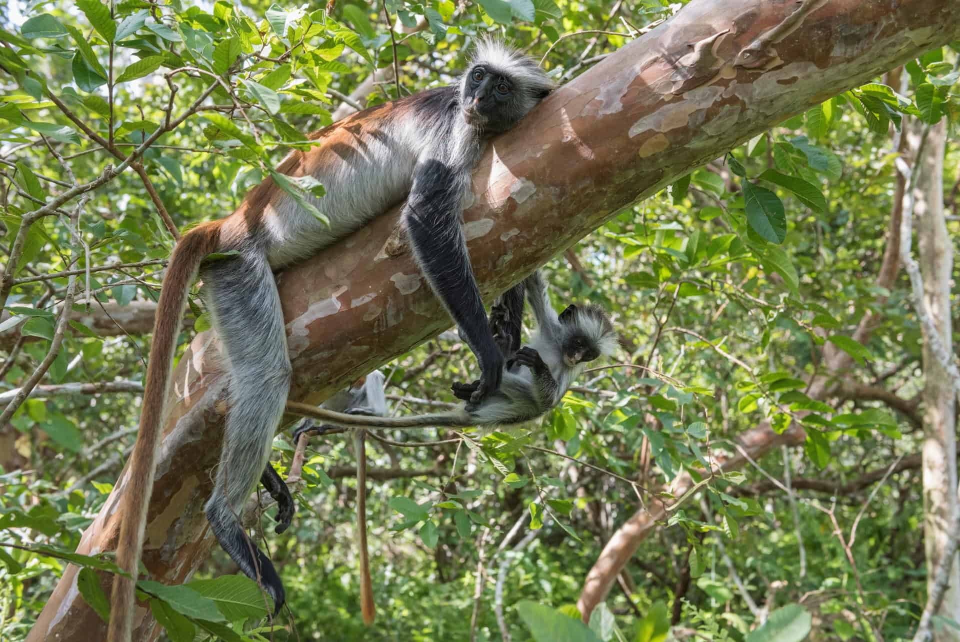 parc national jozani chwaka bay