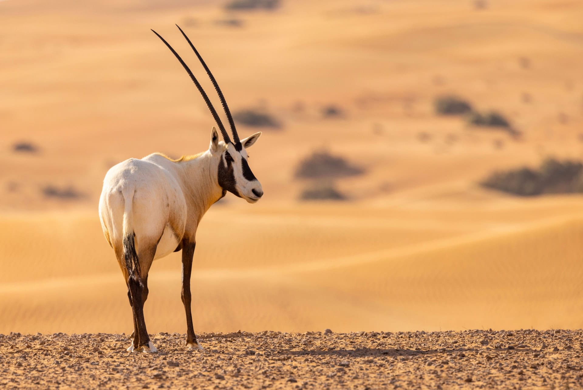 reserve du desert