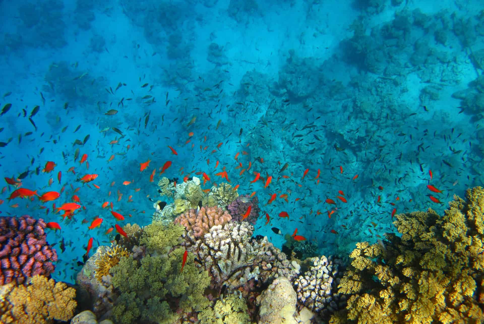 snorkeling coraux