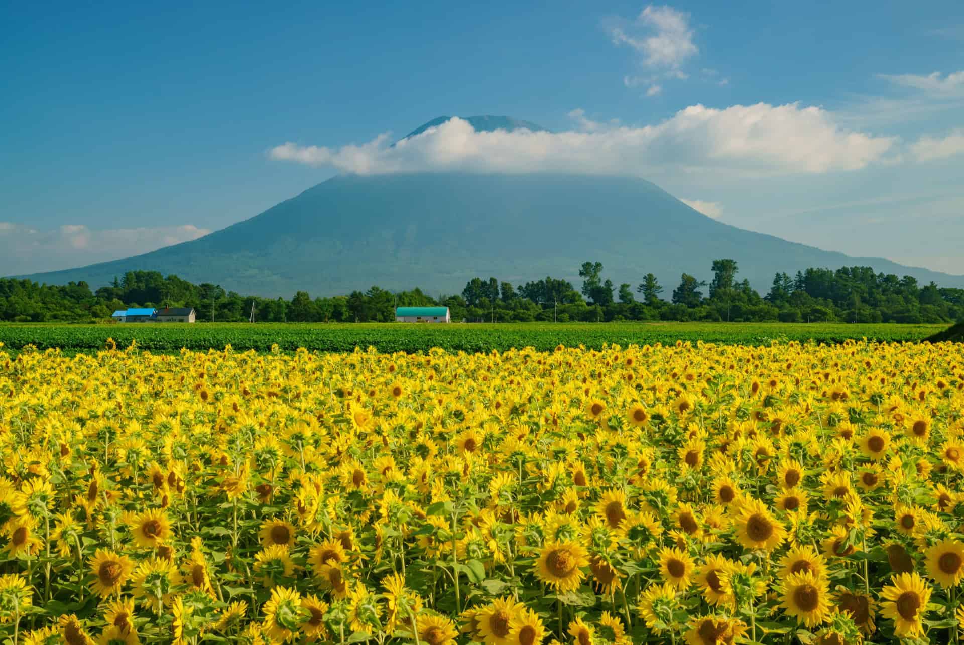 hokkaido au japon