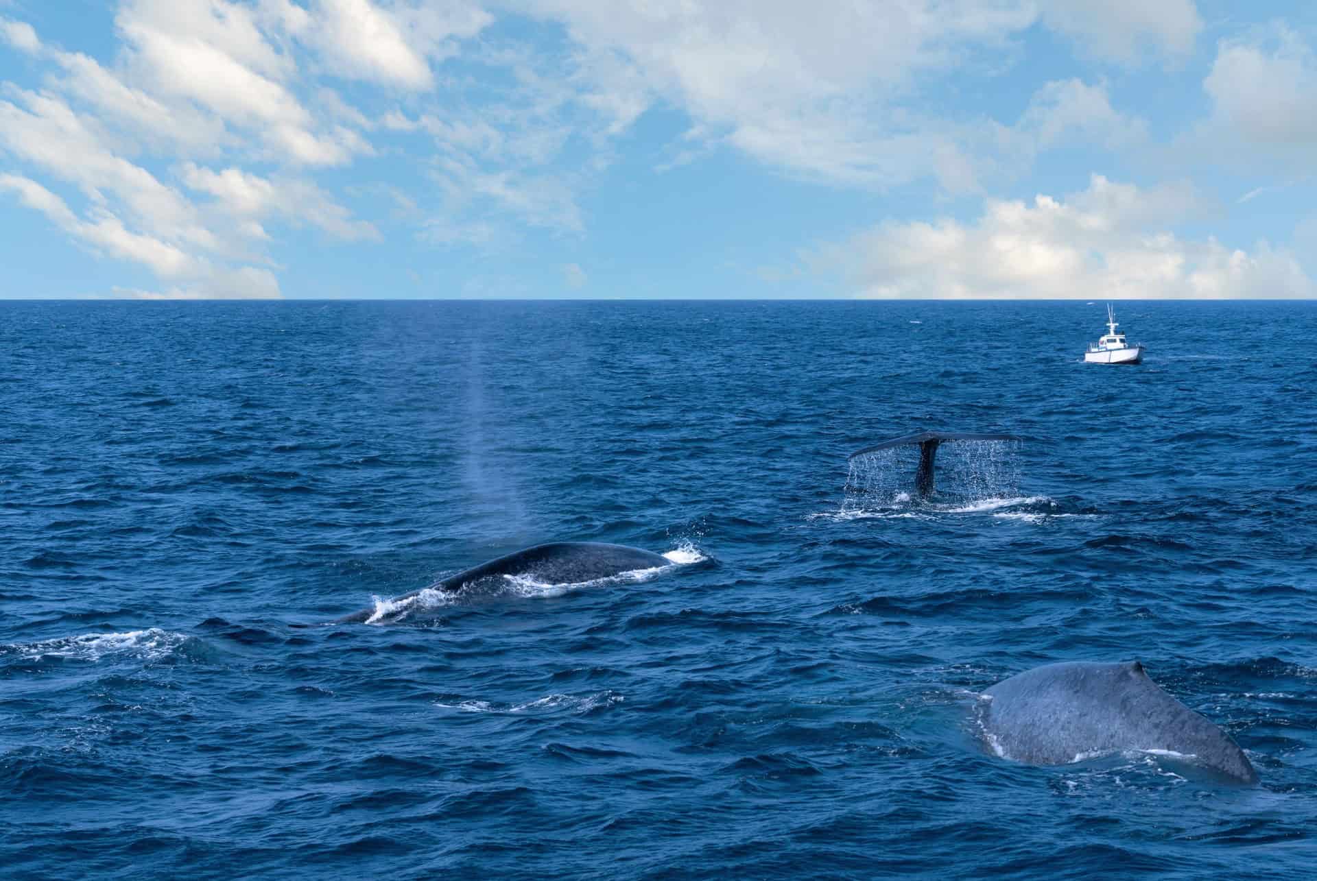 baleines mirissa