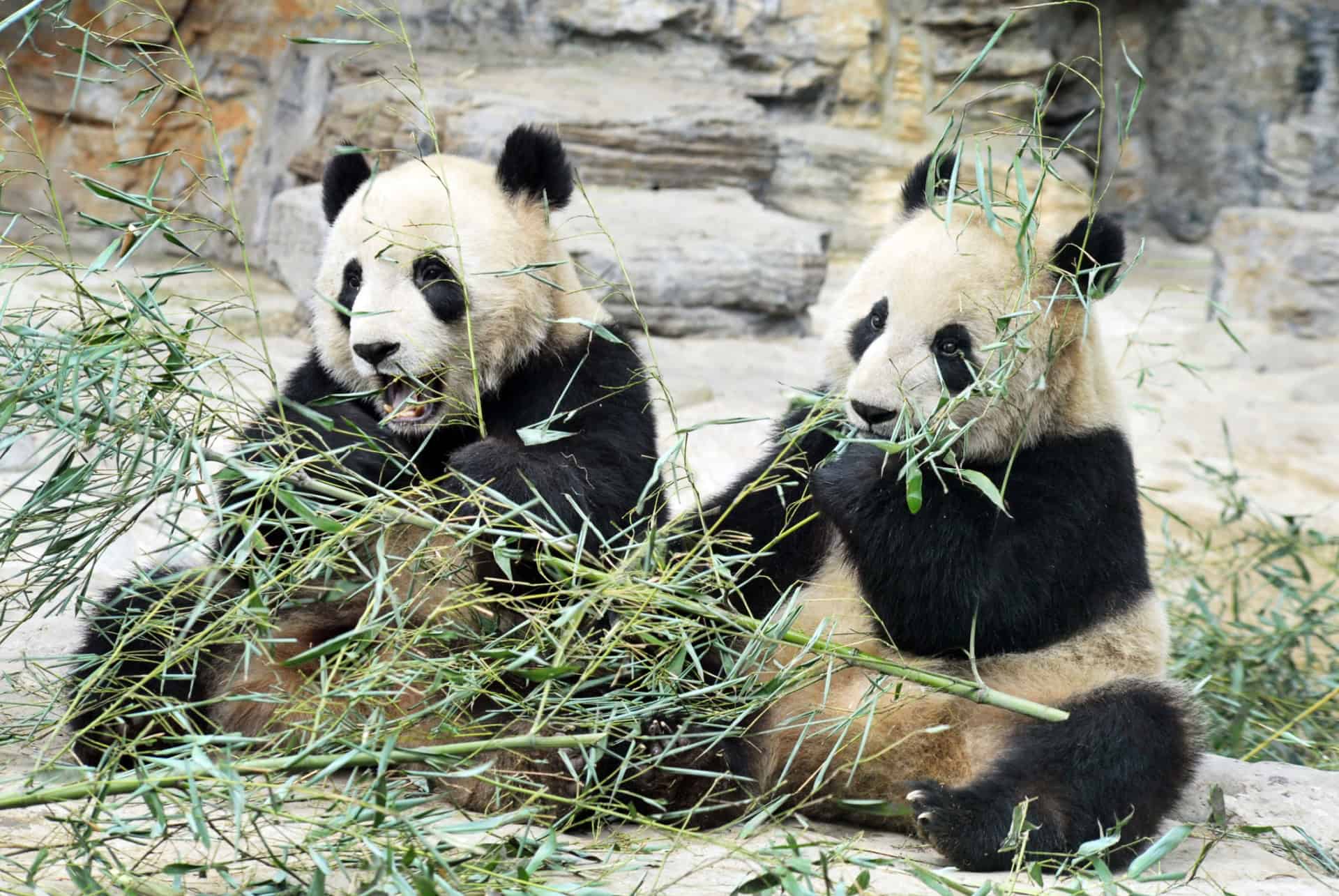 panda geant