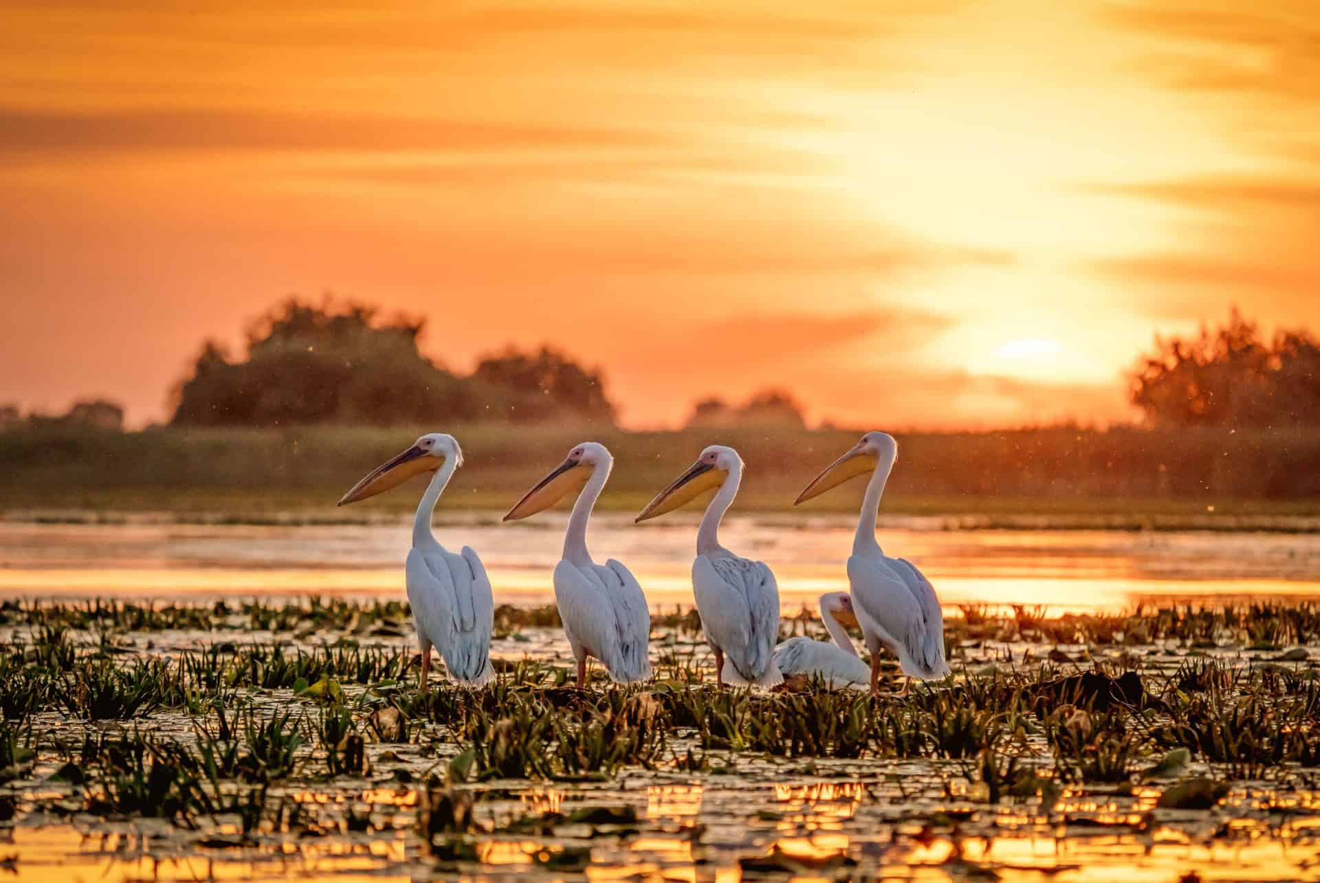 delta du danube