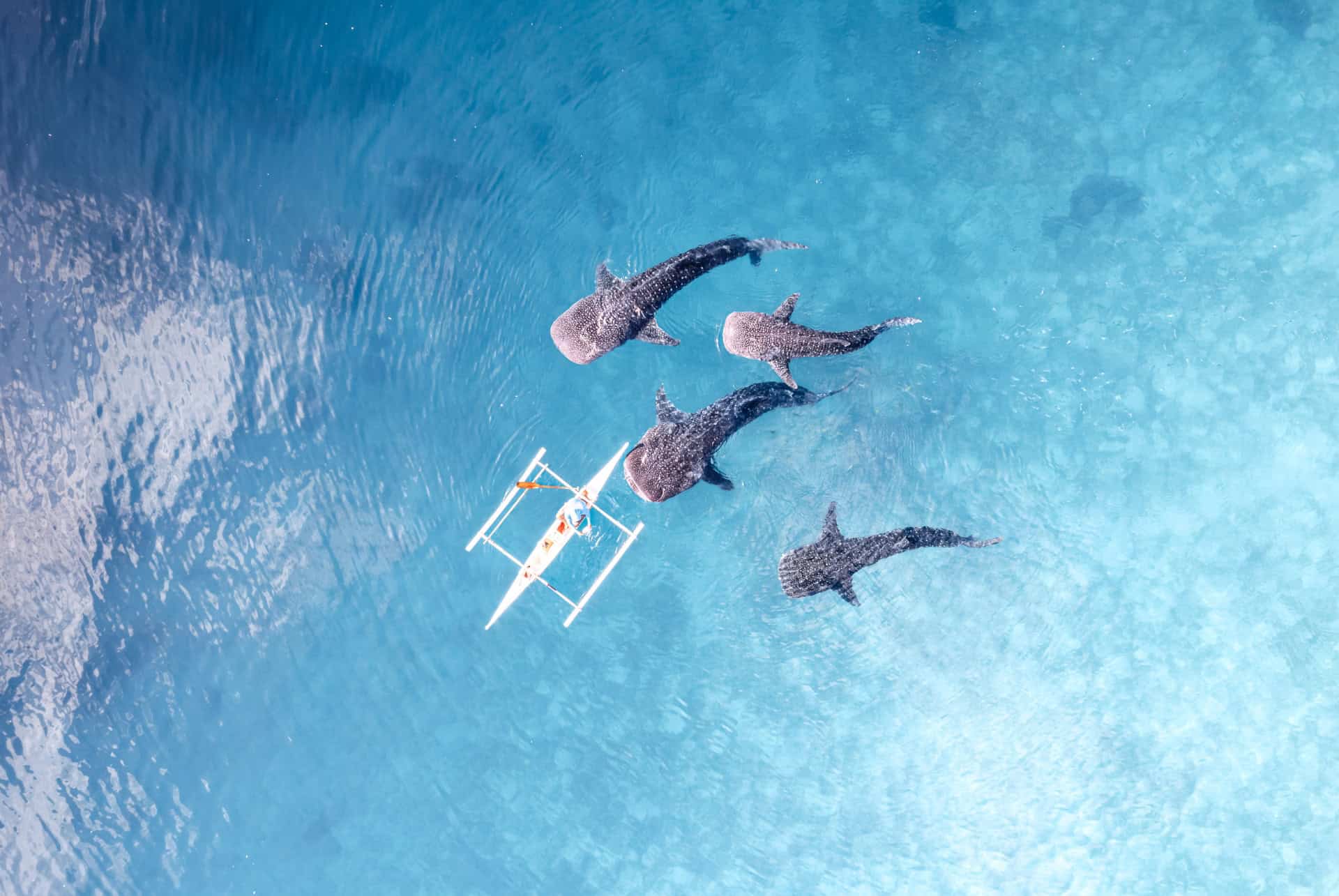 requin baleines cebu que faire aux philippines