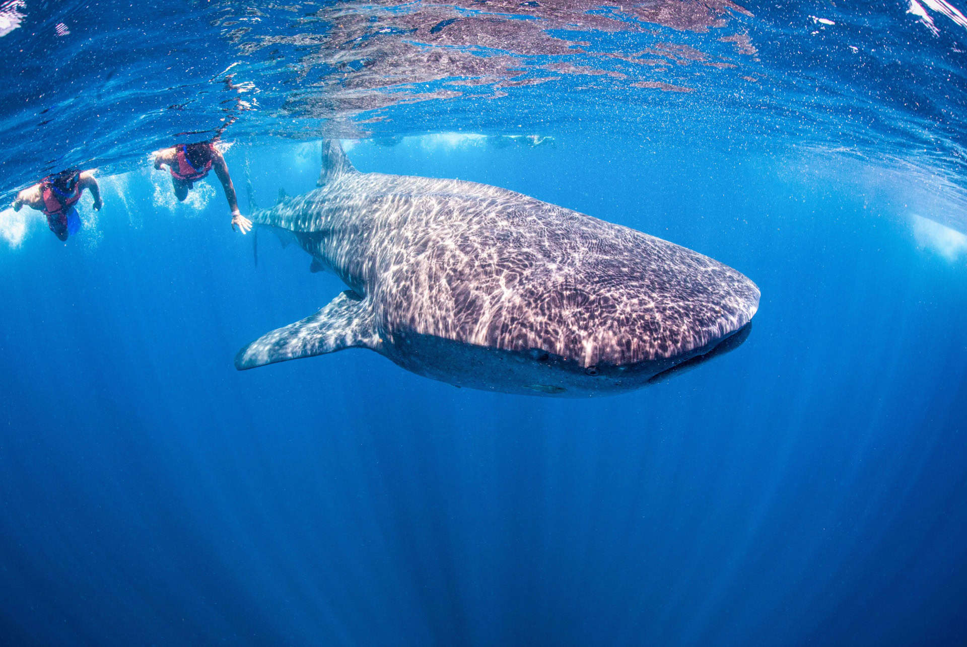 requins-baleines a holbox
