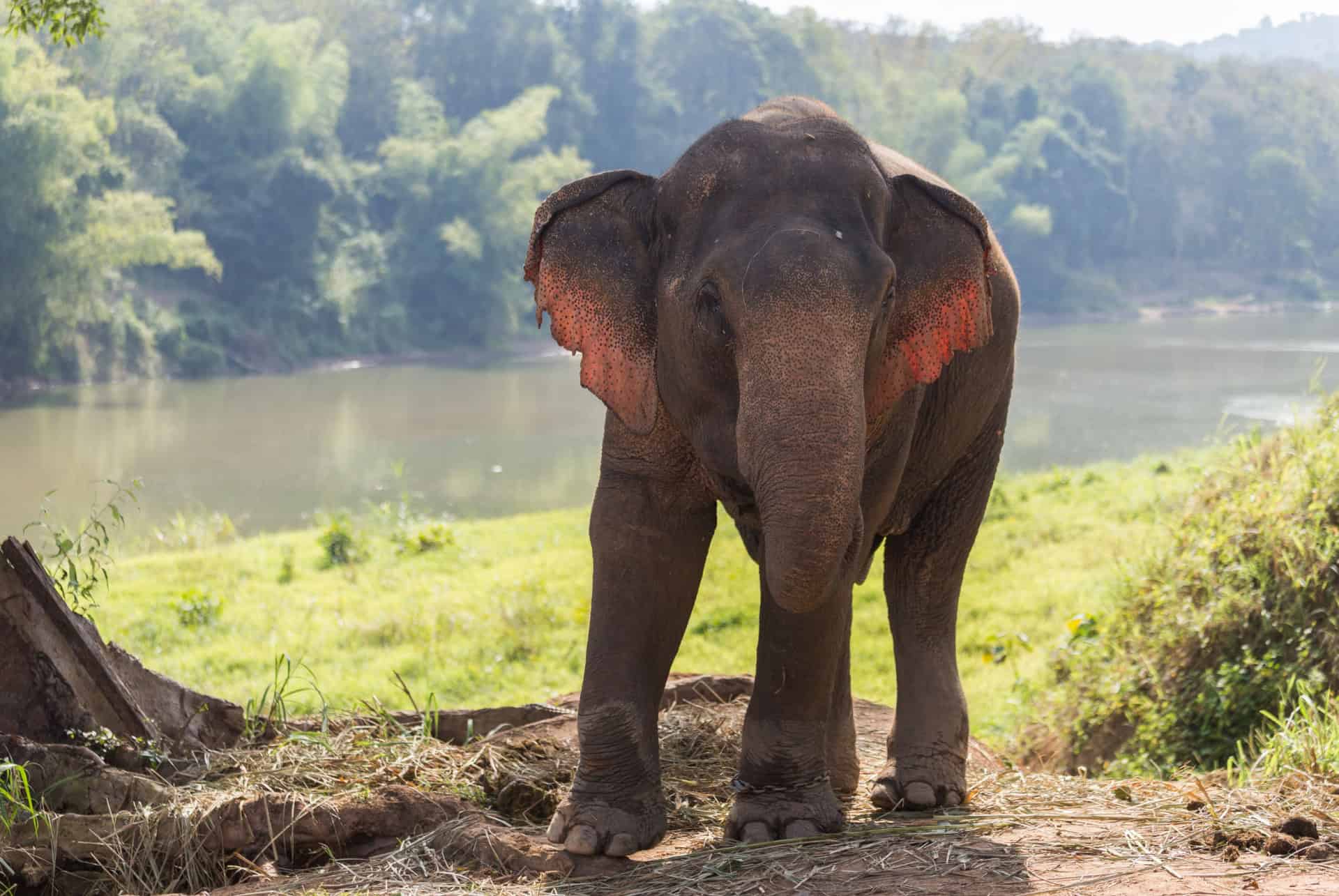sanctuaire des éléphants