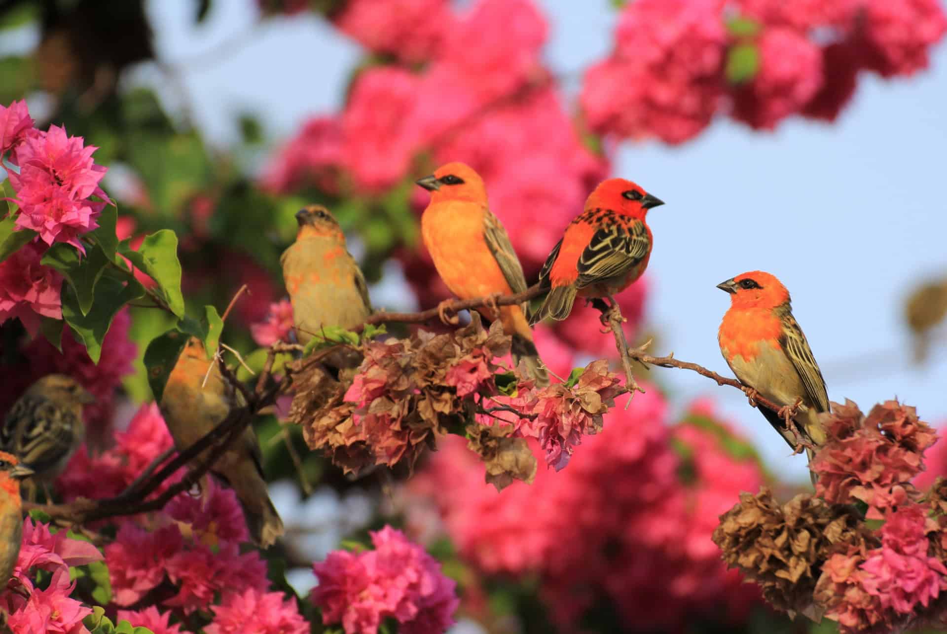 ile aux oiseaux