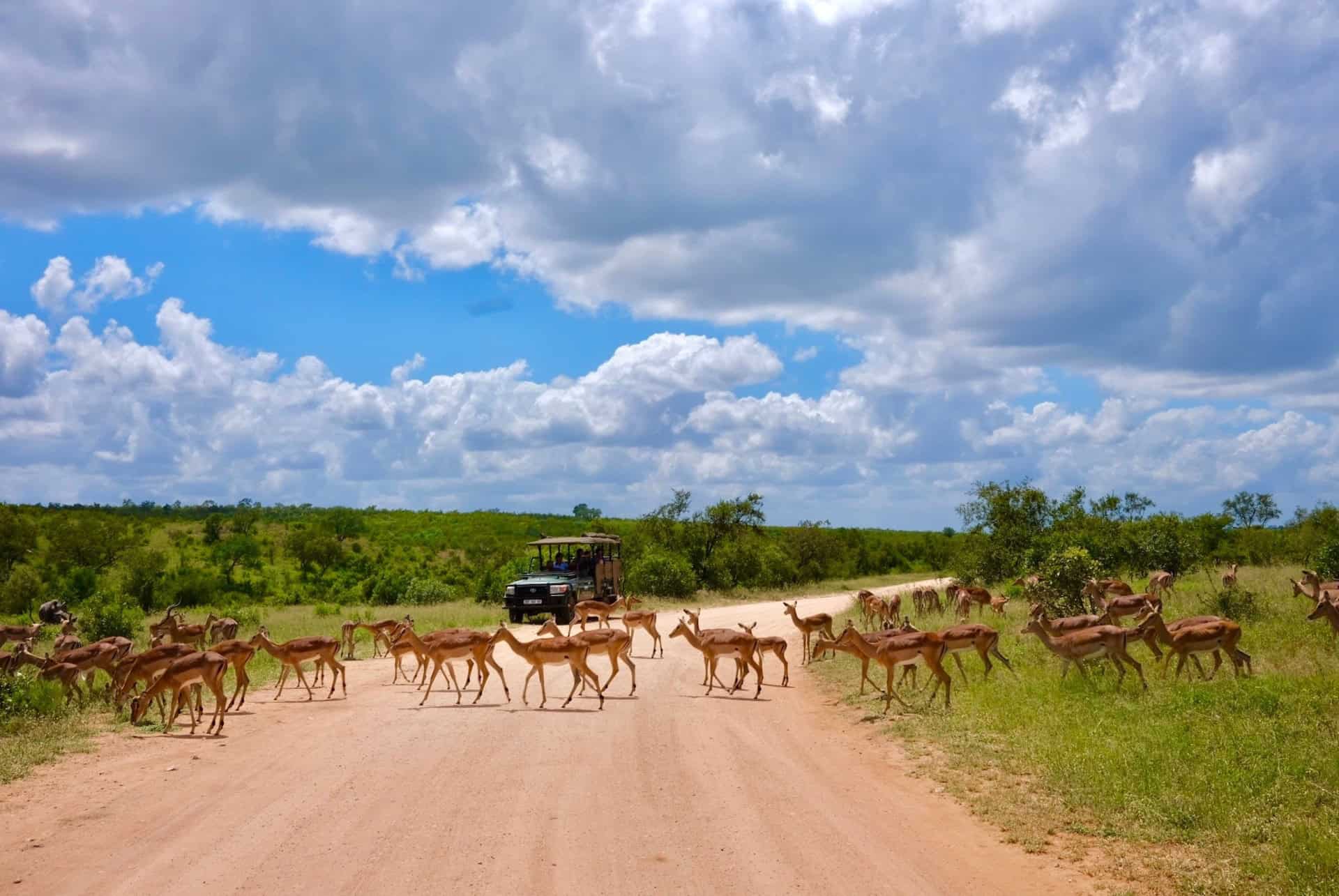 kruger park